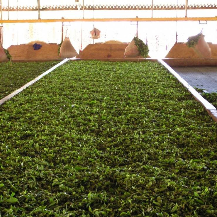 Tee Produktion - Verarbeitung - Trocknen