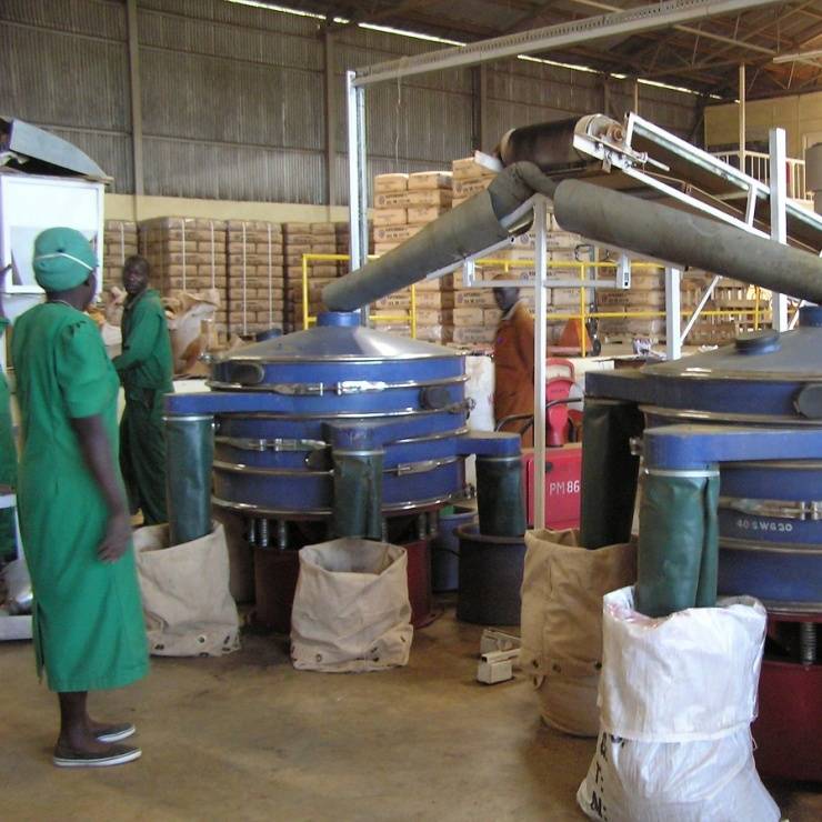 Tee Produktion - Verarbeitung - Sortieren und Verpacken