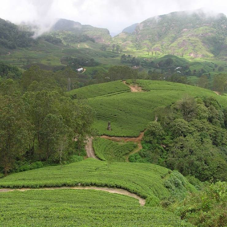 Tee Produktion - Anbau der Teepflanze