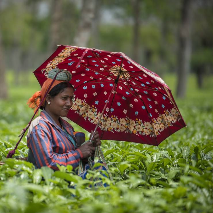 Frau mit Schirm erntet Tee