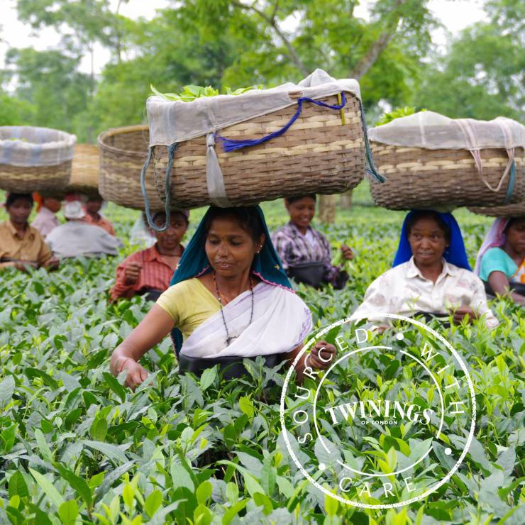 Twinings Arbeiterinnen auf Teeplantage